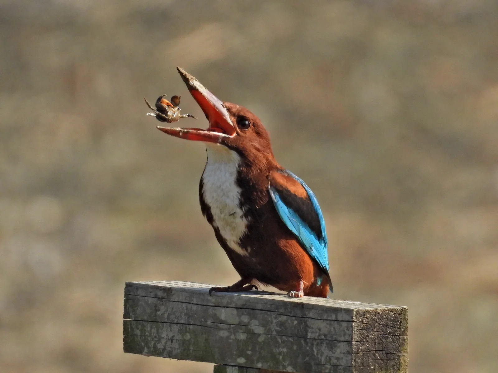 White-throated kingfisher feeding on a wooden perch