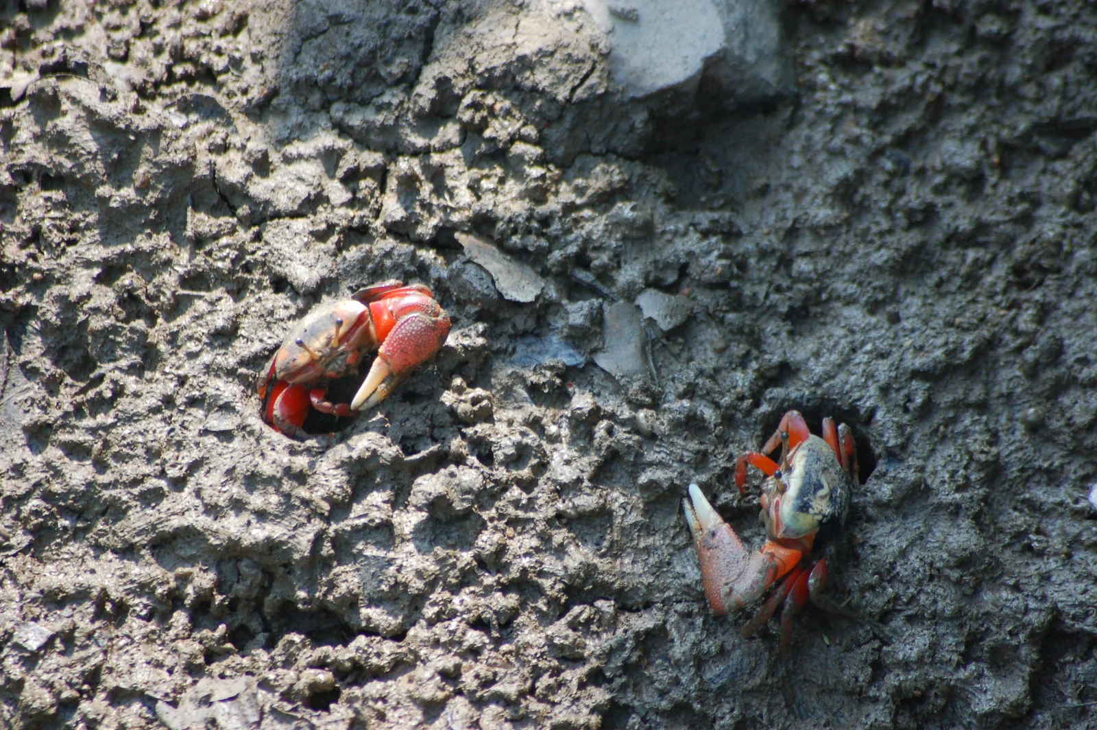 Two fiddler crabs beside burrows on a mudflat