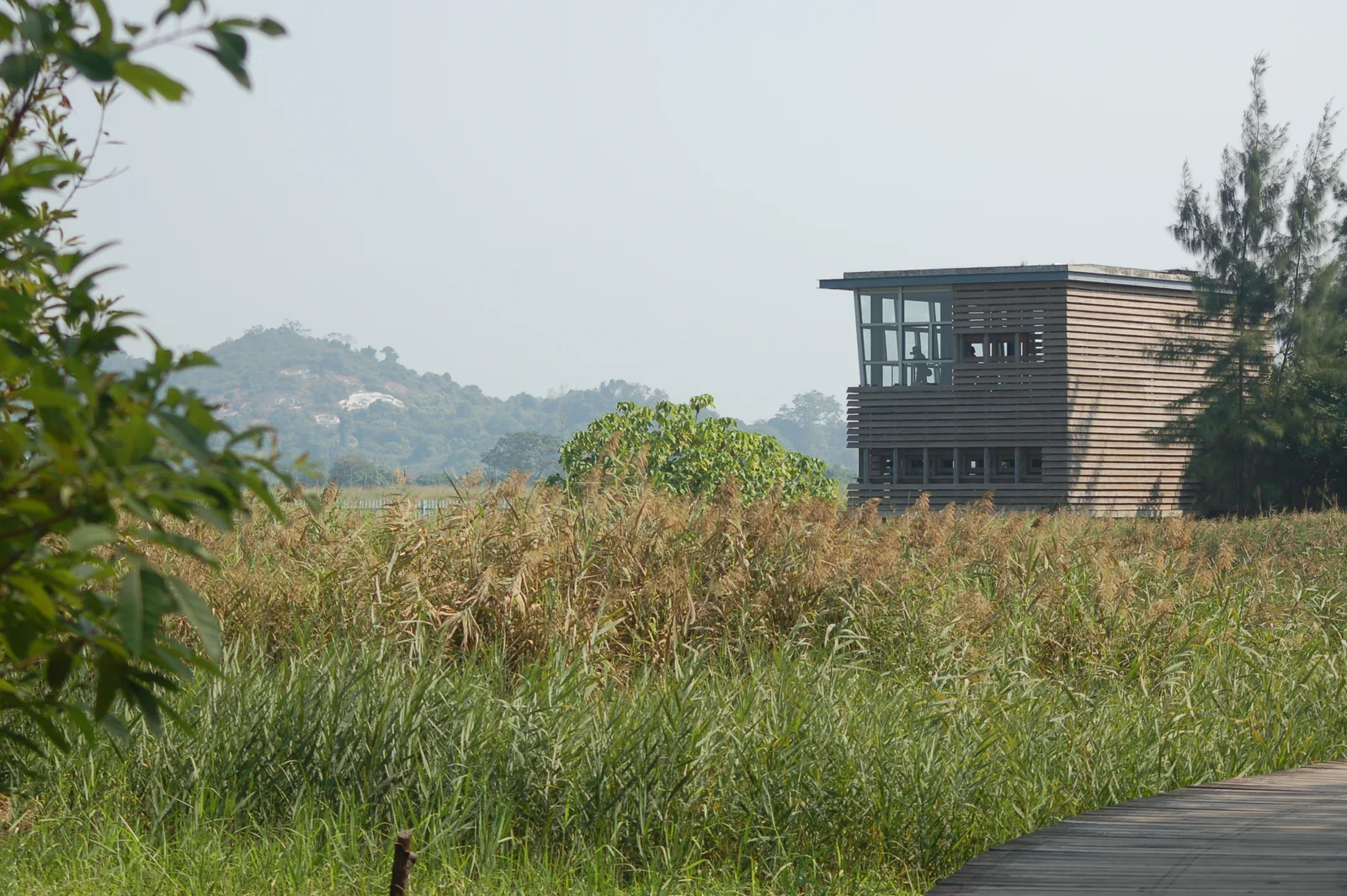 Timber bird hide and boardwalk among reeds
